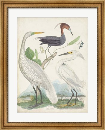 Framed Antique Heron &amp; Waterbirds III Print