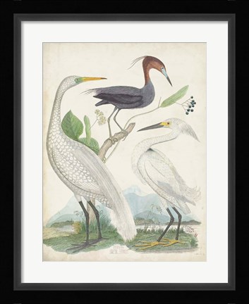 Framed Antique Heron &amp; Waterbirds III Print