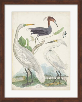 Framed Antique Heron &amp; Waterbirds III Print