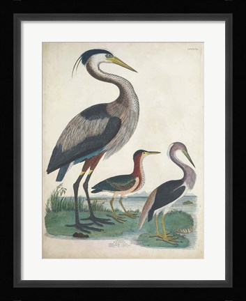 Framed Antique Heron &amp; Waterbirds IV Print