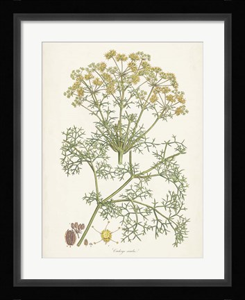 Framed Saffron Botanicals IV Print