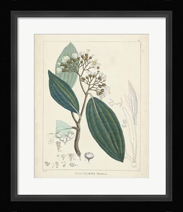 Framed Vintage Verdure I Print
