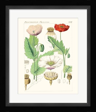 Framed Bright Botanicals II Print