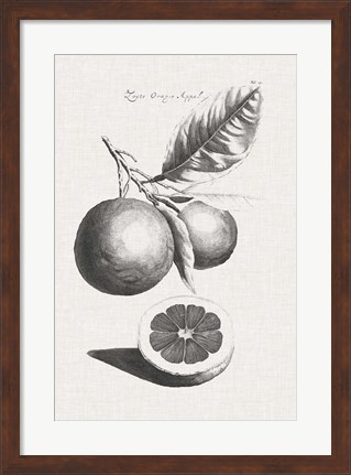 Framed Antique Lemons &amp; Oranges II Print