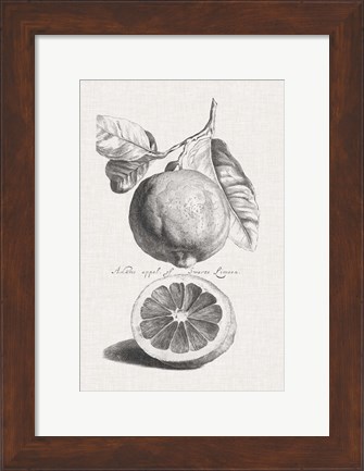 Framed Antique Lemons &amp; Oranges IV Print