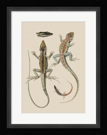 Framed Antique Lizards II Print