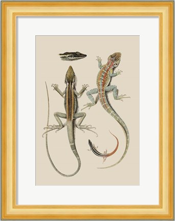 Framed Antique Lizards II Print