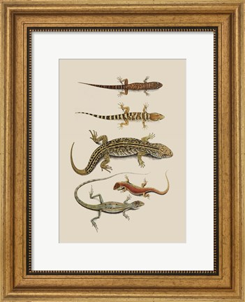 Framed Antique Lizards III Print
