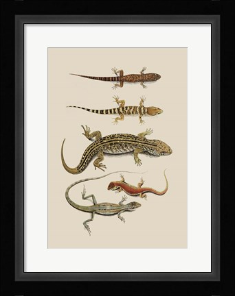 Framed Antique Lizards III Print