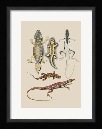 Framed Antique Lizards IV Print