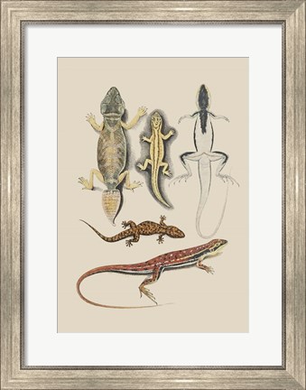 Framed Antique Lizards IV Print