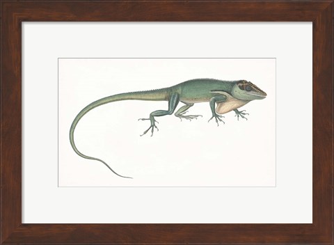 Framed Antique Chameleon Print