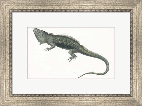 Framed Antique Iguana Print