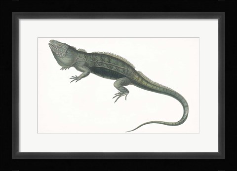 Framed Antique Iguana Print