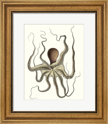 Framed Antique Octopus Collection I Print