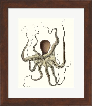 Framed Antique Octopus Collection I Print