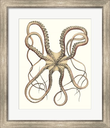 Framed Antique Octopus Collection IV Print