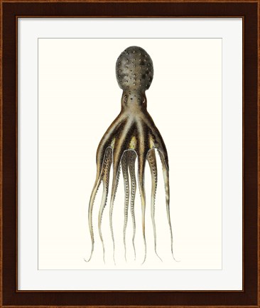 Framed Antique Octopus Collection V Print