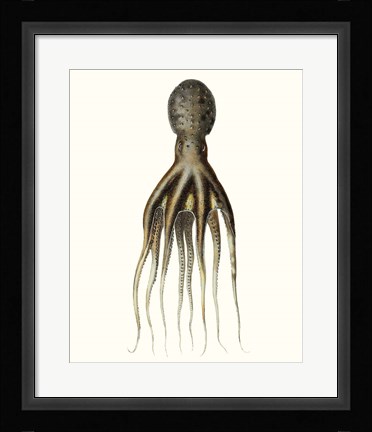 Framed Antique Octopus Collection V Print