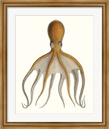 Framed Antique Octopus Collection VI Print