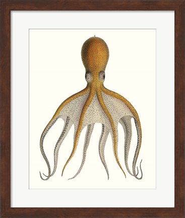 Framed Antique Octopus Collection VI Print