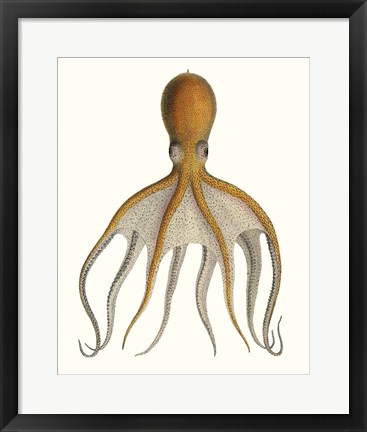 Framed Antique Octopus Collection VI Print