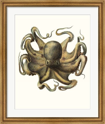 Framed Antique Octopus Collection VII Print