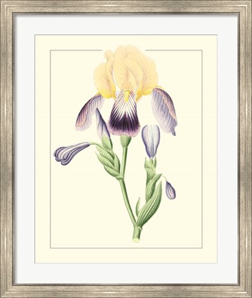 Framed Purple Irises II Print