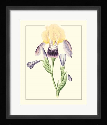 Framed Purple Irises II Print