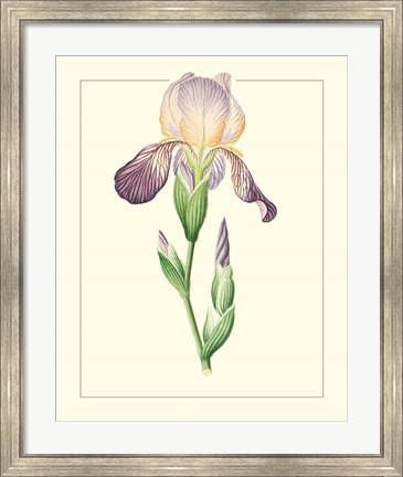 Framed Purple Irises III Print