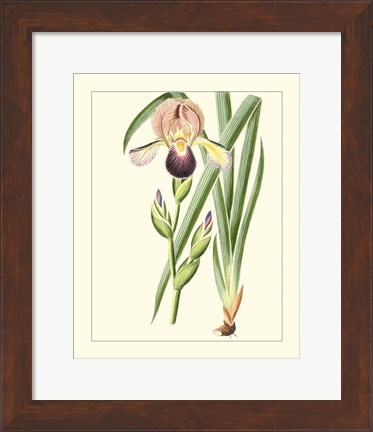 Framed Purple Irises IV Print