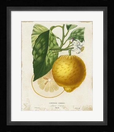 Framed French Lemon I Print