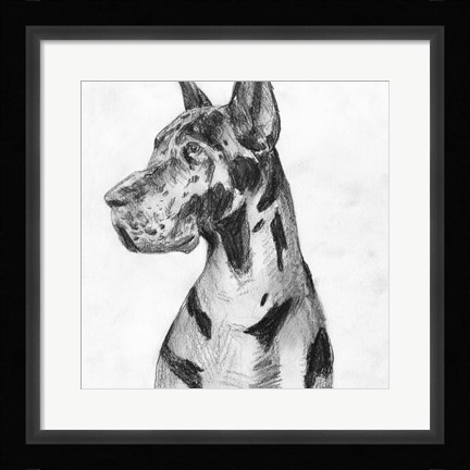 Framed Great Dane Portrait I Print