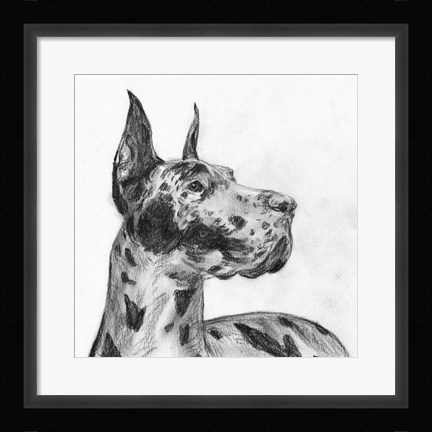 Framed Great Dane Portrait II Print