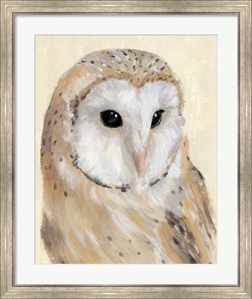 Framed Common Barn Owl II Print