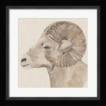 Framed Bighorn Profile I Print