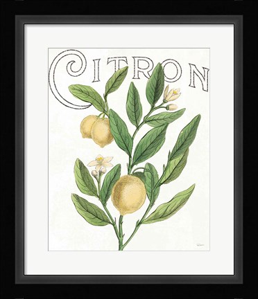 Framed Classic Citrus V Light Print