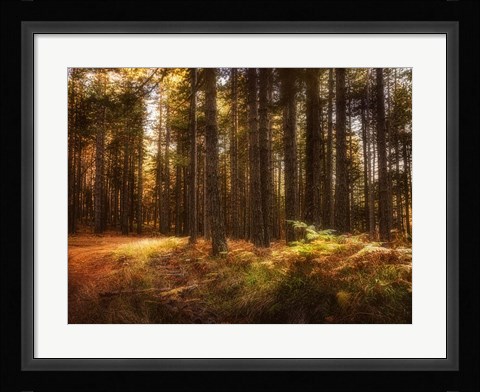 Framed Painting of a Forest Print