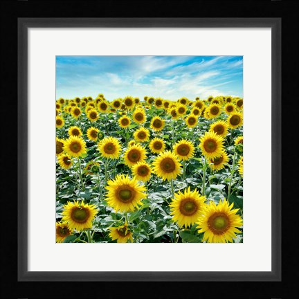 Framed Cortona Sunflowers #2 Print