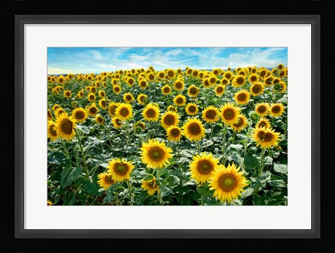 Framed Cotona Sunflowers #1 Print