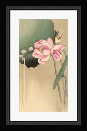 Framed Songbird and Lotus, 1900-1936 Print