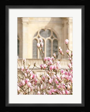 Framed Spring Magnolias In Paris Print