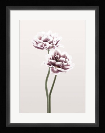 Framed Cosmos 1 Print