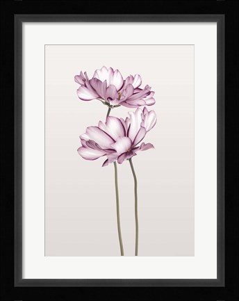 Framed Cosmos 2 Print