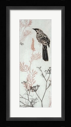 Framed Wattlebird Hovering In My Garden Print