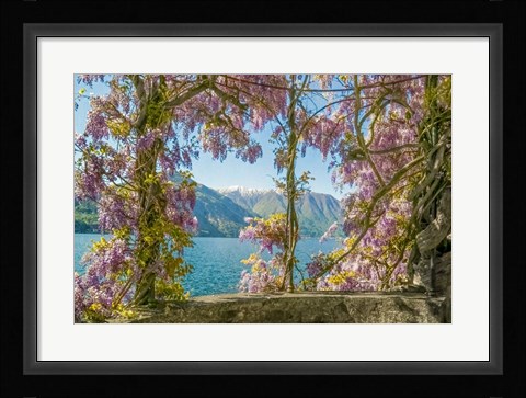 Framed Wisteria and Mountains - Lago di Como Print