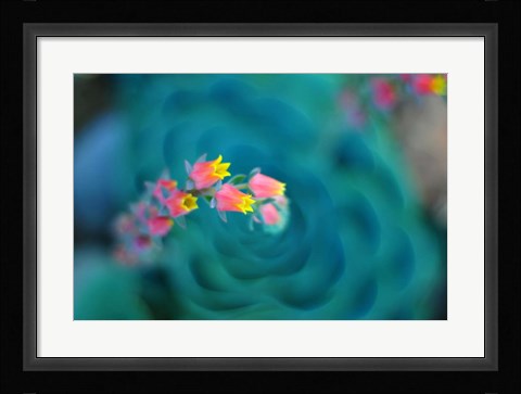 Framed Rosularia Print