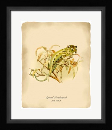 Framed Chameleopard Print