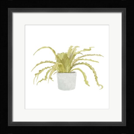 Framed Potted Fern IV Print