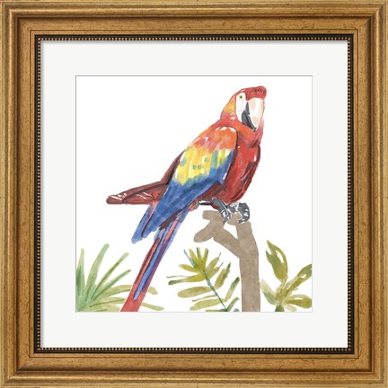 Framed Tropical Parrot Print